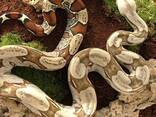 Удав карликовый, удав боа констиктор, ручной подросток удав - фото 3