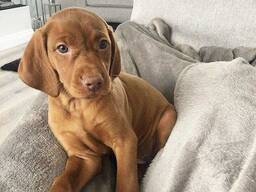 Угорська вижла неймовірне цуценя у люблячу родину