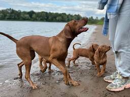 Угорська вижла цуценята