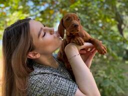Угорська вижла цуценята породисті для активної родини, угорська лягава