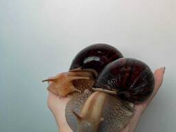 Улитки ахатина гиганская, улитки домашние огромные