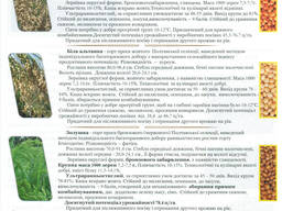 Ультраскороспелое просо Полтавской селекции