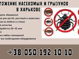 Уничтожение насекомых и грызунов в Харькове.