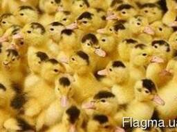 Утята Муларды, гусята Датский Легарт