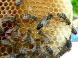 В продажі плідні бджоломатки , МАТКИ КАРПАТКИ 2022 року плідні, мічені - фото 4