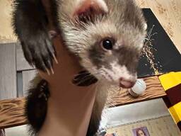 В связи с выездом срочно продам фреток возраст 1, 6 месяцев