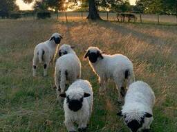 Валлийская чорномордая овечка, разные особи швейцарской овцы