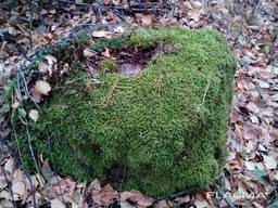 Валун з натурального каменю з мохом