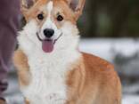 Вельш коргі пемброк, перспективний хлопець. КСУ. - фото 1