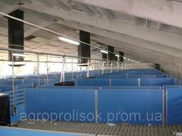 Вентиляция свинарника