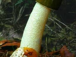 Грибница веселки для посадки и выращивания грибов в домашних