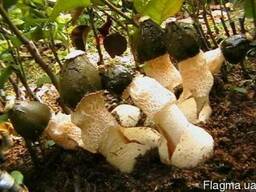 Выращивание гриба веселка обыкновенная в саду и в помещении