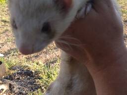 В'язка хорьків