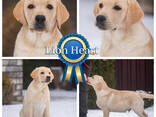 Видео) Идеальная собака для всех) Элит щенки лабрадора, золотистого голден ретривера.