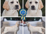 Видео) Идеальная собака для всех) Элит щенки лабрадора, золотистого голден ретривера.
