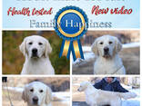 Видео) Идеальная собака для всей семьи, щенки лабрадора ретривера и золотистого ретривера.