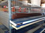 ( ВИДЕО) Клетка для перепелов 5-ти ярусная клетка - фото 2