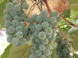 Виноград