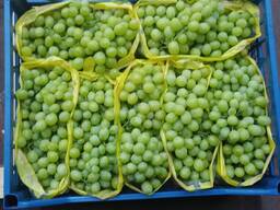 Виноград киш-миш