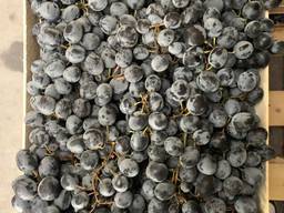Виноград мелким и крупным оптом