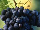 Виноград сортов Киш-Миш из Узбекистана - фото 2