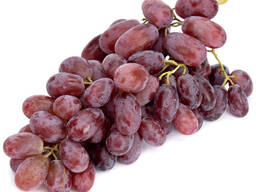 Виноград сортов Ризамат из Узбекистана