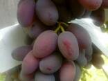 Виноград Узбекистан оптом все сорта - фото 1