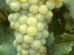Виноград винный технических сортов
