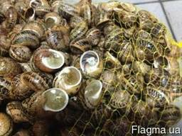 Виноградная улитка Helix/escargot/grape snail