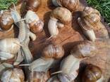 Виноградная Улитка Helix Pomatia - фото 1