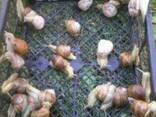 Виноградная Улитка Helix Pomatia - фото 2