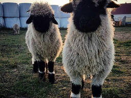 Вівця валлійська