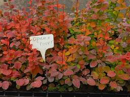 Вкорінені живці гортензій, барбарисів, хвойних та Р9