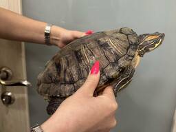 Водяна черепаха - крупна гарна червоновуха черепашка