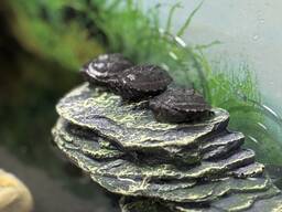 Водяна черепаха Мускусна, карликова черепашка міні