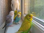 Волнистик, буджерига, буджа и выставочный чех и другие ручные мелкие попугаи - фото 2