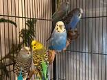 Волнистик, буджерига, буджа и выставочный чех и другие ручные мелкие попугаи - фото 3