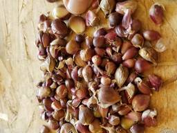 Воздушка чеснока Любаша