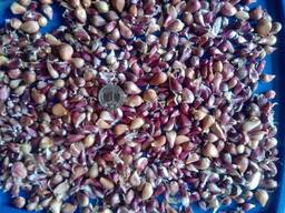 Воздушка насіння Любаша