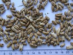 Воздушный ячмень, взорванный, дутый. Ячмінь повітряний. Puffed barley
