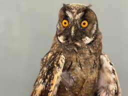 Вухата сова, ручна домашня сова вухата