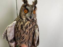 Вухата сова, спокійна совушка викормиш, тихий безшумний птах