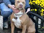 Вязка. Кобель американского питбуль терьера. Есть ген. тесты. - фото 2