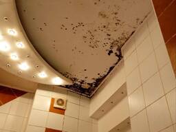 Видалення плісняви цвілі