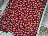 Продам вишню охолоджену. Крупний опт - фото 3