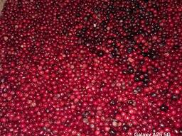 Куплю заморожену вишню з кісткою | постійно | великі обсяги