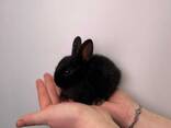 Висловухі кроленята, порода баранчик міні малюки, люблять дітей - фото 1