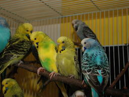 Выставочный волнистый попугай ЧЕХ – лучший говорун