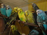 Выставочный волнистый попугай ЧЕХ – лучший говорун - фото 2