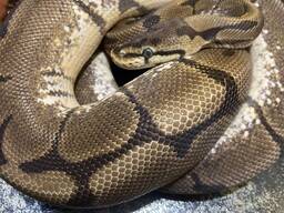 Взрослый питон региус, королевский питон самка Нормал
